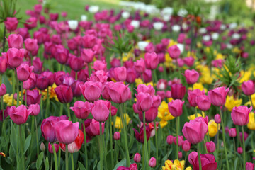 Blühende Tulpen in einem Tulpenbeet