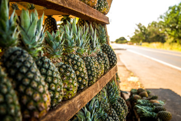pineapple plantation fruit exotic