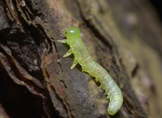A larva of sawfly, Tenthredinidae, crawling on a tree trunk.