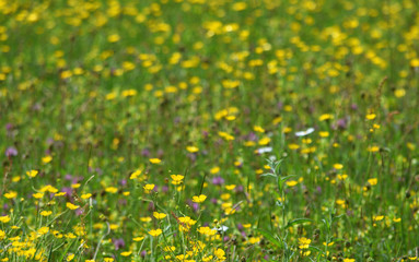 Obraz premium Wild Flower Meadow Buttercups and daisies.