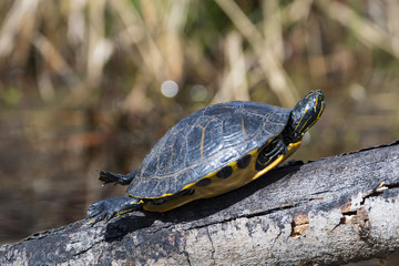 Fototapeta premium Basking Yellow River Slider Turtle