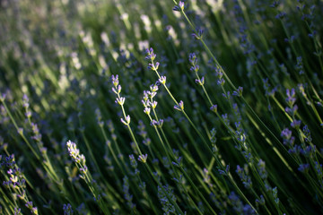 Beautiful lavender bush blossom with blue flowers in the sunny morning