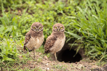 Fototapeta premium Family with Baby Burrowing owls Athene cunicularia perched outside a burrow