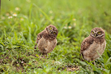Fototapeta premium Family with Baby Burrowing owls Athene cunicularia perched outside a burrow