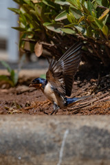 Barn Swallow landing on muddy ground with wings outstretched