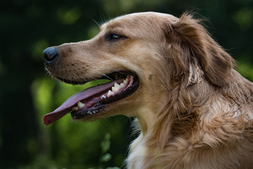 Golden Retriever side profile on a summer day