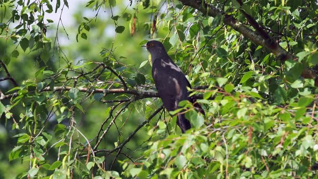 Cuckoo ( Cuculus canorus ) sitting on a tree branch
