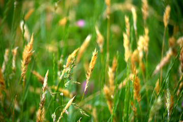 Grass in the field. Natural background