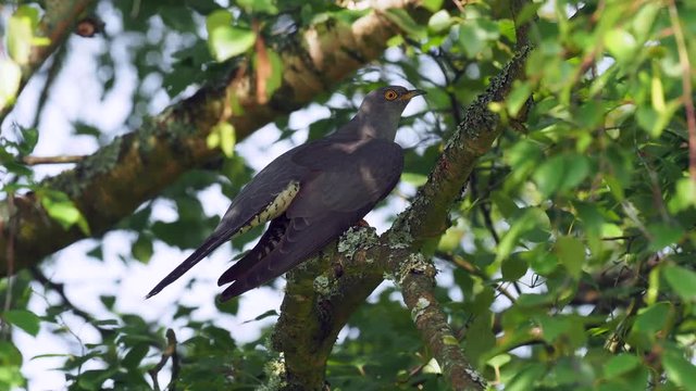 Cuckoo ( Cuculus canorus ) sitting on a tree branch