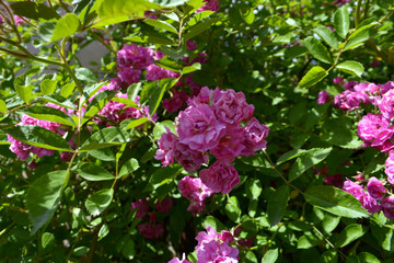 rose flowers in garden