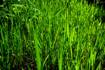 Green grass. Natural background