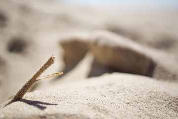 a macro shot from the ground of the sand beach at Henne strand in denmark
