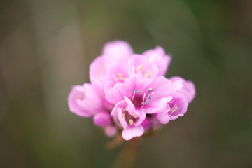 wild flower macro shot