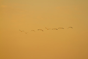 Birds flying on abstract golden sky in the morning with sunlight