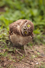 Obraz premium Funny Burrowing owl Athene cunicularia tilts its head outside its burrow