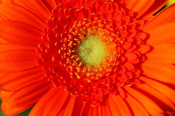 Blossom Gerbera orange with yellow pollen
