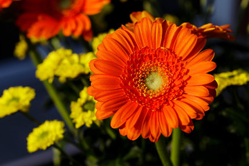 Gerbera blossom orange in front of yellow flowers