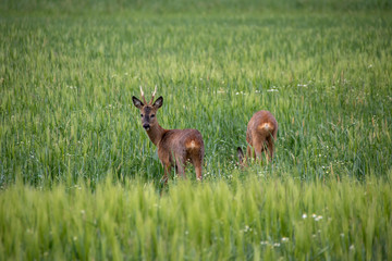 Deer wild in the crop