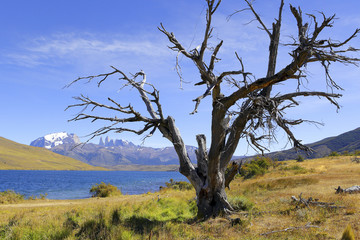 Old dead tree on tourist trail in yellow autumn grass and view to Torres del Paine mountains covered with snow. Round trip of Laguna Azul in Torres del Paine National park, Chile Patagonia