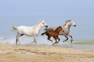 Three running horses on the seashore - 206908022