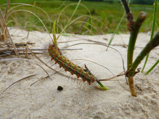 Colorful Lonomia catterpillar found on sand dunes - Florianopolis, Brazil