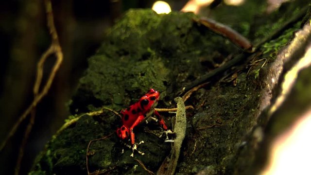 Strawberry poison red dart frog in the Caribbean forest.  These amphibians are known as dart frogs because indigenous people use the frog&rsquo;s poison for blow darts and arrow poison. All wild dart frogs 