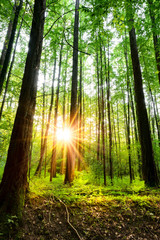 Glade in the forest at sunrise