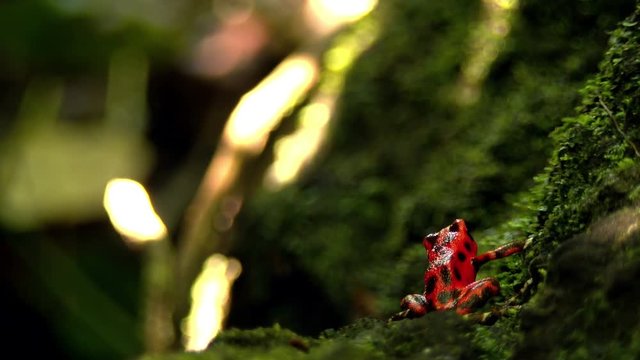 Strawberry poison red dart frog in the Caribbean forest.  These amphibians are known as dart frogs because indigenous people use the frog&rsquo;s poison for blow darts and arrow poison. All wild dart frogs 