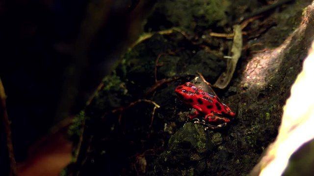 Strawberry poison red dart frog in the Caribbean forest.  These amphibians are known as dart frogs because indigenous people use the frog&rsquo;s poison for blow darts and arrow poison. All wild dart frogs 