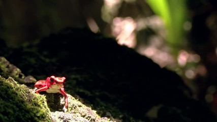 Strawberry poison red dart frog in the Caribbean forest.  These amphibians are known as dart frogs because indigenous people use the frog’s poison for blow darts and arrow poison. All wild dart frogs 