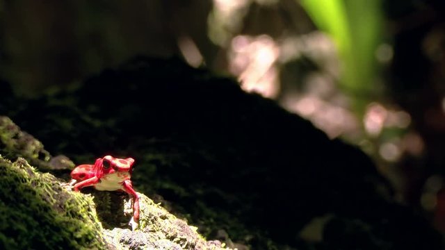 Strawberry poison red dart frog in the Caribbean forest.  These amphibians are known as dart frogs because indigenous people use the frog&rsquo;s poison for blow darts and arrow poison. All wild dart frogs 
