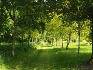 Grassy path through trees in a park in spring with dappled sunlight