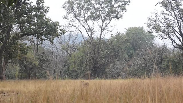 Spotted deer (Axis axis) National Park, India