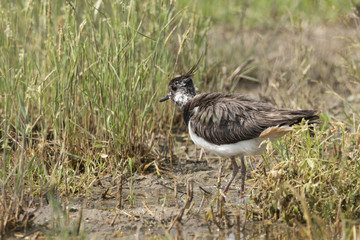 Kızkuşu » Northern Lapwing » Vanellus vanellus