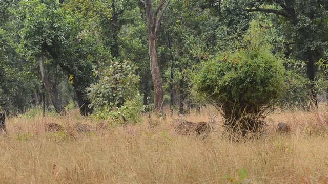 Spotted deer (Axis axis) National Park, India