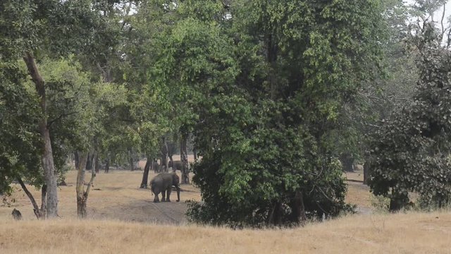 Indian Elephant in the forest at National Park, India