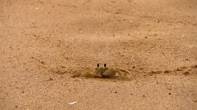 Tropical crab in its natural habitat on a golden beach in the Caribbean.  Close up of a crab feeding and moving its claws. Wild life fauna in Bocas del Toro islands in the Isla Bastimentos in Panama.