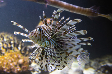 Rotfeuerfisch / Red lionfish / Pterois volitans
