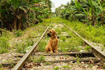 Cachorro Fila Brasileiro 