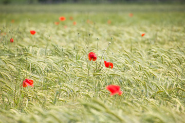 Wheal field with red poppies