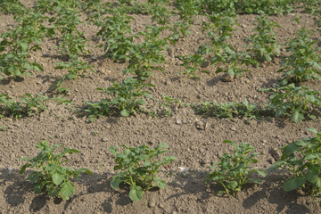 View of growing vegetable and plant agricultural farm 