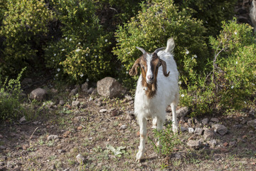 Capra del Golgo 
