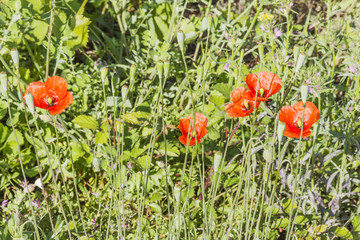 Group of common, field or red poppy