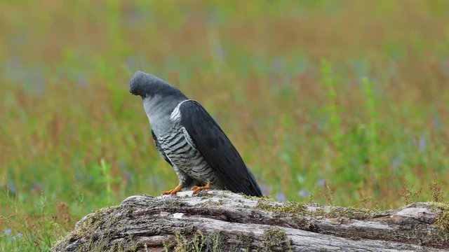 Cuckoo ( Cuculus canorus )  on the ground