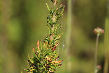 Green Pine Flora