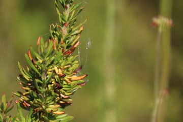 Pine-like plant with a spider web