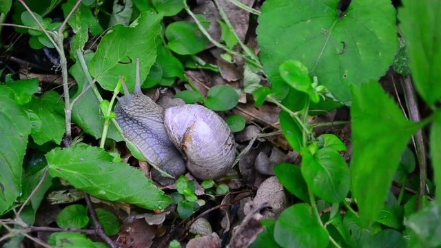 Helix pomatia, Roman snail, Burgundy snail