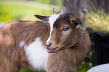 Junge Ziege mit kleinen süßen Hörnern