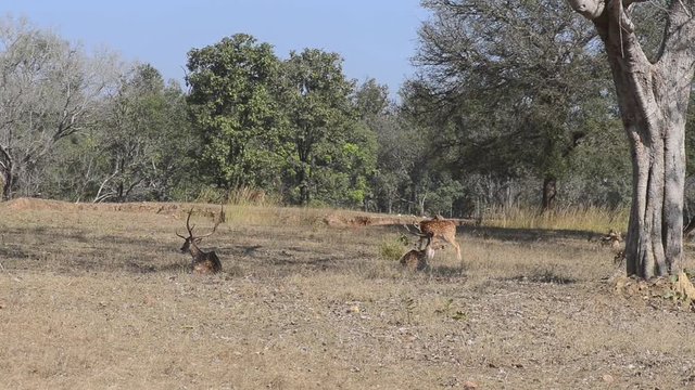 Spotted deer (Axis axis) National Park, India