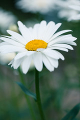 Fototapeta premium Beautiful Daisy Flower